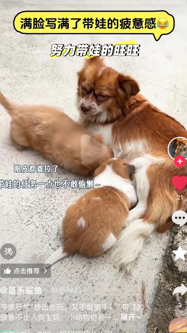 Screenshot eines Social-Media-Beitrags: Wangwang liegt auf der Seite, ein Welpe liegt auf ihr, beide haben die Augen geschlossen. Text auf gelbem Band am oberen Rand lautet „Man sieht ihr die Erschöpfung an“ und „Wangwang, die sich um ihre Kinder müht“, unten links außerdem: „Die Lider fallen ihr zu / doch bei den Kindern lässt sie nicht nach“.