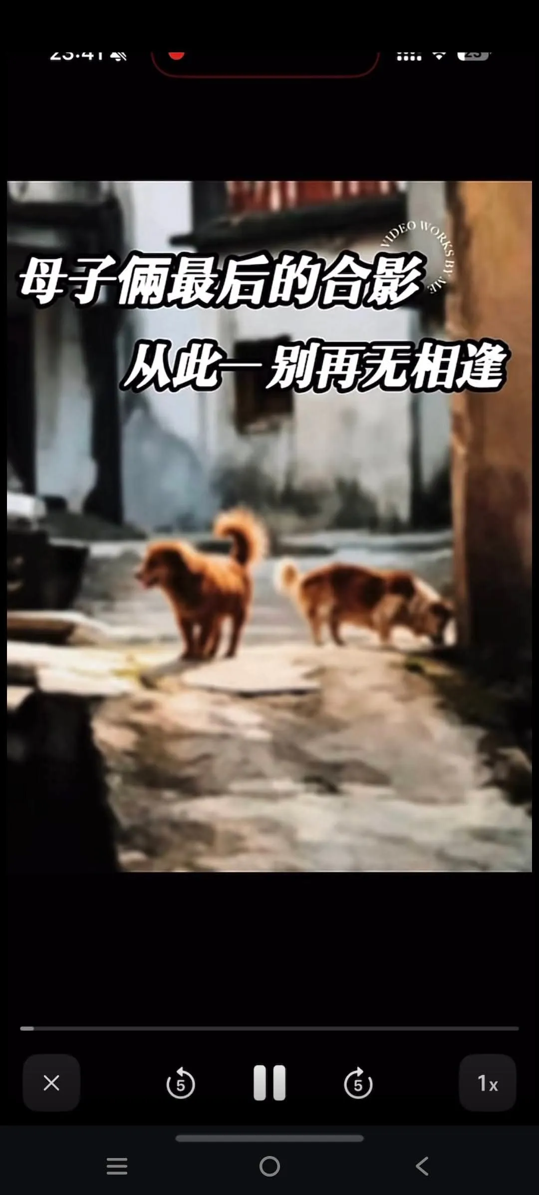 Videostandbild: Auf dem Boden einer alten Gasse laufen ein erwachsener Hund und ein Welpe nebeneinander. Großer weißer Text oben lautet „Das letzte gemeinsame Bild von Mutter und Kind“ und „Von hier an sahen sie sich nie wieder“.