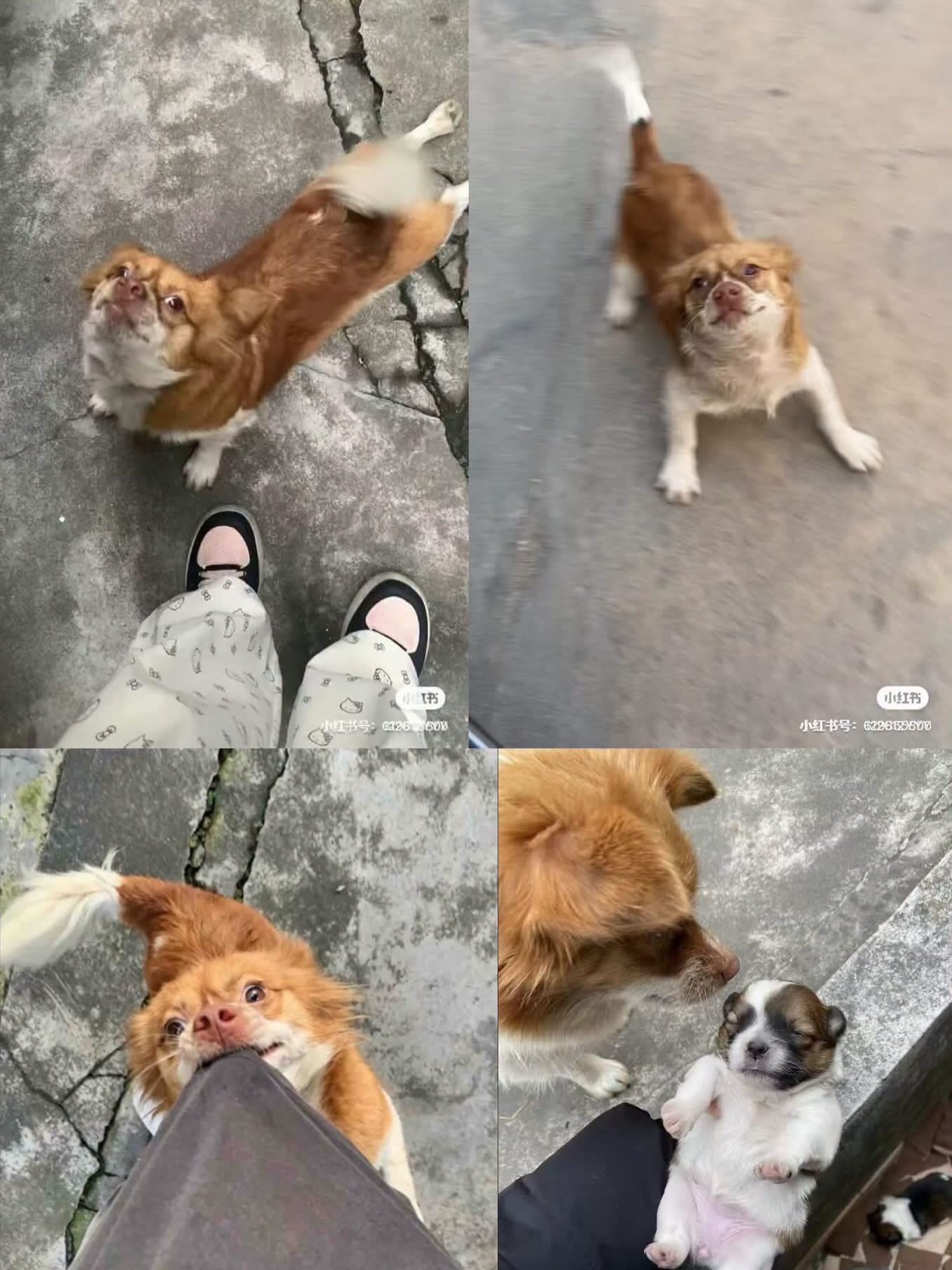 Vierteilige Collage aus dem Alltag: Wangwang rollt sich auf dem Beton und zeigt den Bauch, steht und blickt in die Kamera, geht zu den Füßen der fotografierenden Person und schaut hoch, sowie ein schwarz-weißer Welpe, der in Händen gehalten wird.