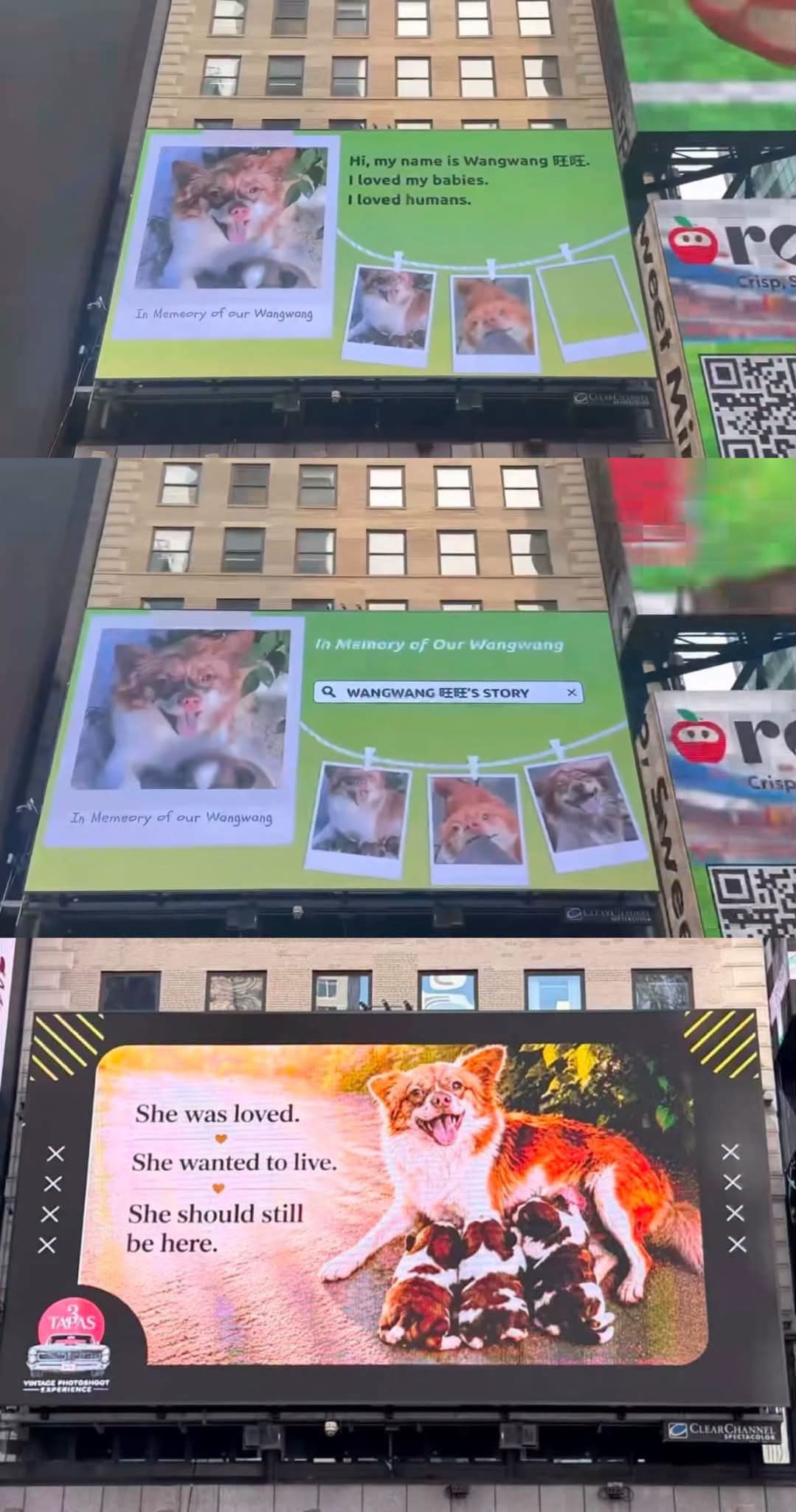 Große elektronische Anzeigetafeln am Times Square in New York: Das Bild besteht aus mehreren übereinandergelegten Aufnahmen von Anzeigetafeln, jede mit Fotos von Wangwang und ihren Welpen, dem Schriftzug „In memory of our Wangwang“ und einem QR-Code. Auf der untersten steht auf Englisch „She was loved. She wanted to live. She should still be here.“