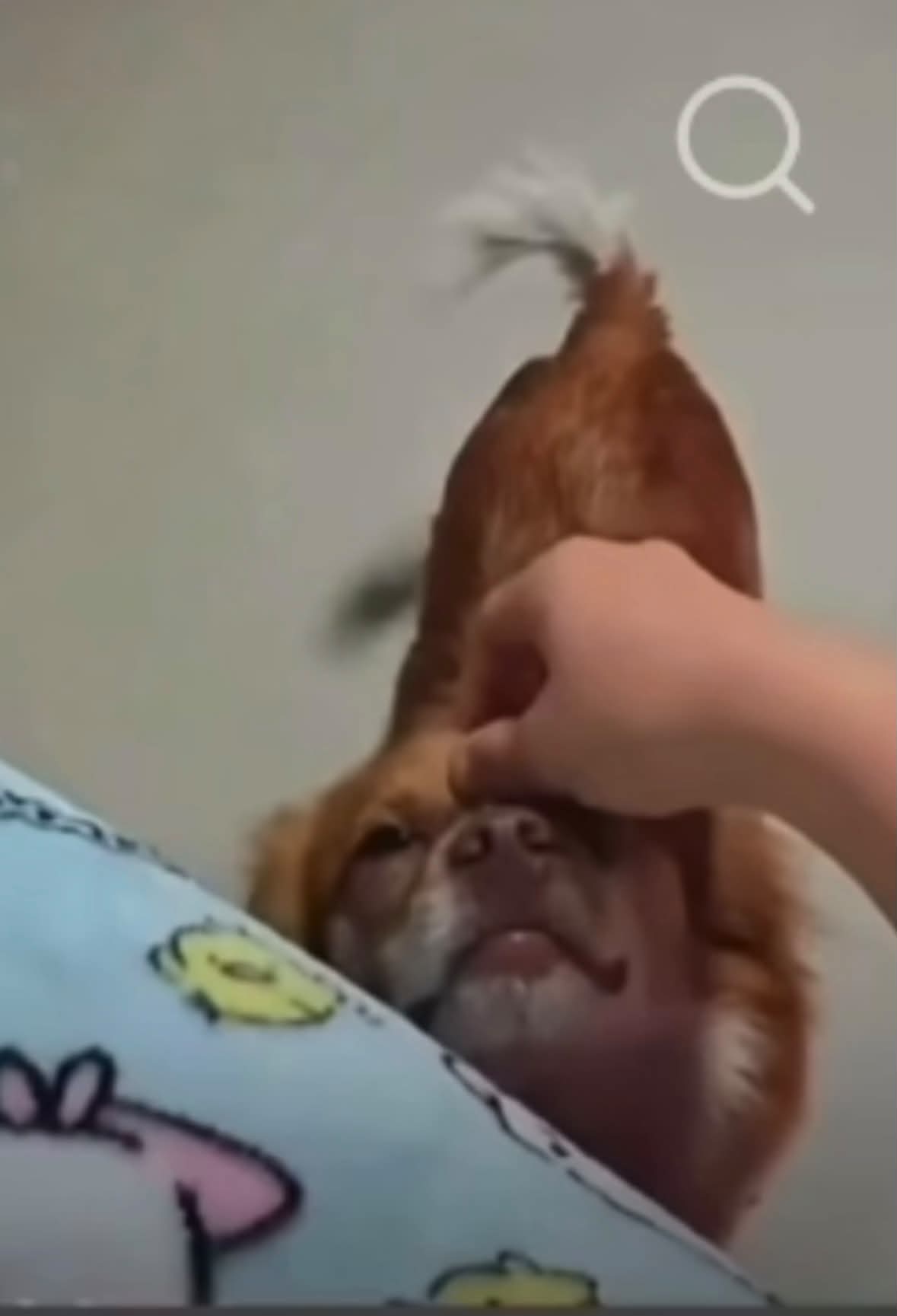 Eine Hand streichelt Wangwangs Kopf, während sie sich an einen Menschen lehnt und die Berührung annimmt.