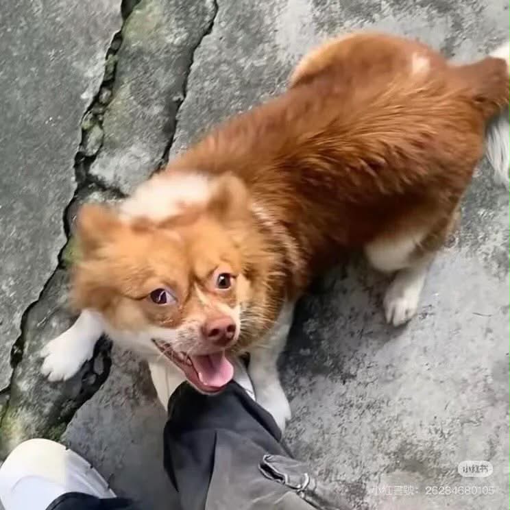 Wangwang rollt sich auf dem Beton auf den Rücken, hechelt mit offenem Maul und hebt eine Vorderpfote. Am unteren Bildrand sind der Schuh und ein Stück Kleidung der fotografierenden Person zu sehen; unten rechts befinden sich ein Plattform-Wasserzeichen und eine Ziffernfolge (hier nicht wiedergegeben).