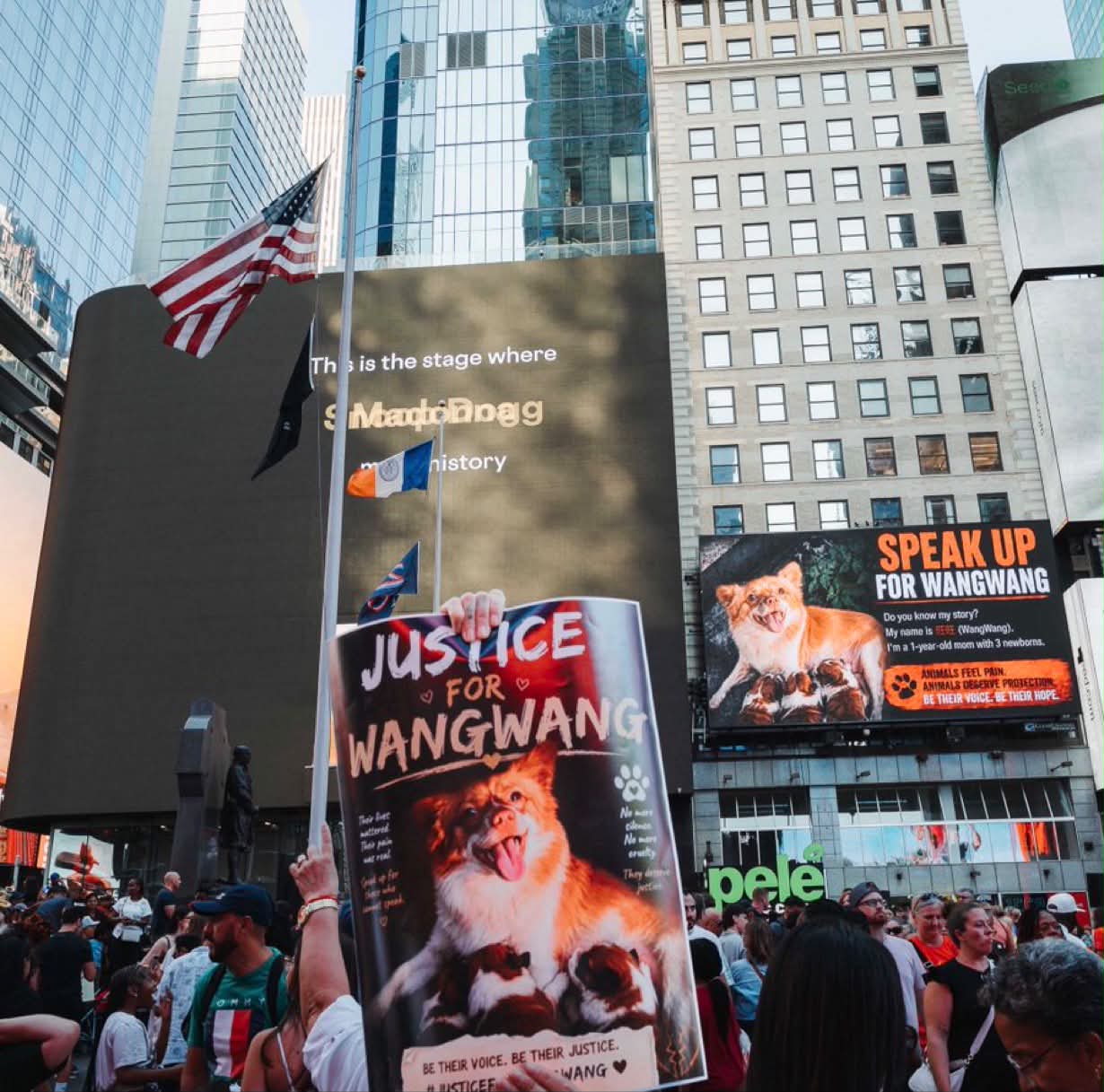 Times Square in New York bei Tag: Eine große Menschenmenge hat sich versammelt, eine teilnehmende Person hält ein Schild mit einem Foto von Wangwang und der Aufschrift „JUSTICE FOR WANGWANG“ hoch. Auf der großen Anzeigetafel dahinter erscheint Wangwangs Foto mit der Losung „SPEAK UP FOR WANGWANG“, ringsum Wolkenkratzer und eine Flagge.