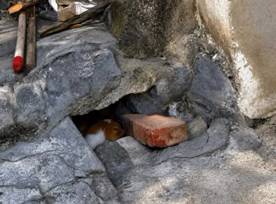Wangwang versteckt sich in einer Steinspalte, kaum breiter als ihr Körper